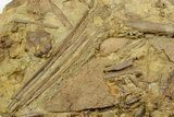 Sandstone with Dinosaur Teeth, Tendons & Bones - Wyoming #371511-1